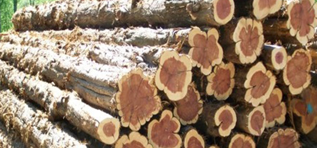 cedar log buyers near me
